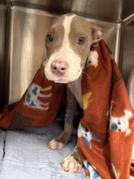 Doja -  Mixed Breed Dog for Adoption in West Chester, Pennsylvania - Doja | PetCurious