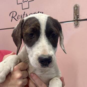 (Vet ?) Pineapple -  Mixed Breed Dog for Adoption in Huntsville, Arkansas - (Vet ?) Pineapple | PetCurious