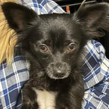 Rescue Chihuahua Dogs for Adoption in Larkfield-wikiup, California - Kaboodle | PetCurious