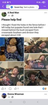 Mixed Breed Dogs Available for Adoption in Muskegon, Michigan - Ruth-Daszko | PetCurious