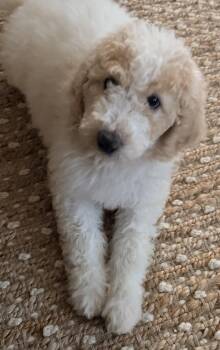 Sophie -  Standard Poodle and Goldendoodle Dog for Adoption in Cerritos, California - Sophie | PetCurious