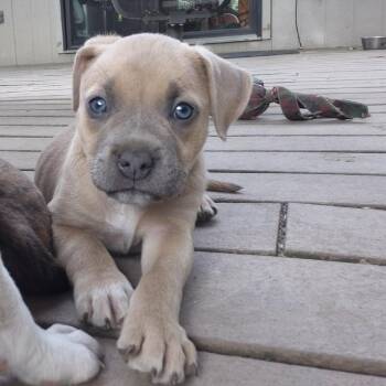 Lila -  American Staffordshire Terrier Dog for Adoption in West Richland, Washington - Lila | PetCurious