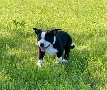 Domino -  Corgi and Staffordshire Bull Terrier Dog Available for Adoption in Iron Ridge, Wisconsin - Domino | PetCurious
