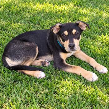 Tone -  Mixed Breed Dog for Adoption in Park Forest, Illinois - Tone | PetCurious
