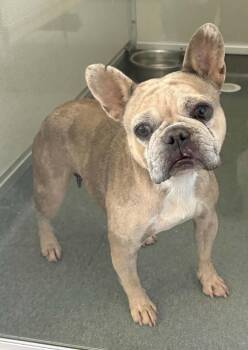 Brownie -  French Bulldog Dog for Adoption in Las Vegas, Nevada - Brownie | PetCurious