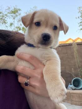 BENTLEY -  Corgi and Terrier Dog for Adoption in Los Angeles, California - BENTLEY | PetCurious