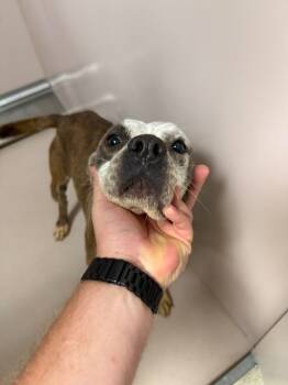 Rescue Mixed Breed Dogs for Adoption in Sherwood, Arkansas - Maggie | PetCurious