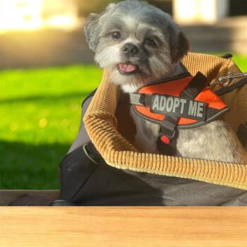 Marlo -  Shih Tzu Dog for Adoption in Blanchard, Oklahoma - Marlo | PetCurious