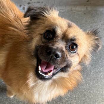 Hannah A2300430 -  Papillon Dog for Adoption in Los Angeles, California - Hannah A2300430 | PetCurious