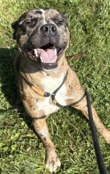Marble -  Pit Bull Terrier and Mixed Breed Dog for Adoption in New Albany, Indiana - Marble | PetCurious