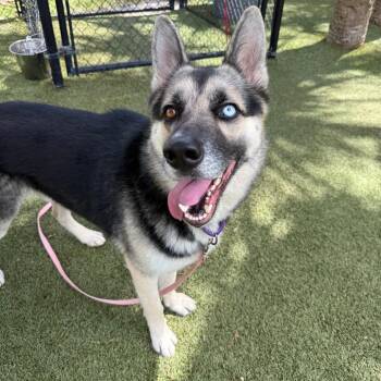 Duke -  Mixed Breed Dog for Adoption in Sarasota, Florida - Duke | PetCurious