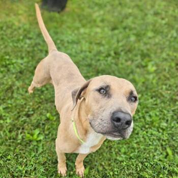 Alvin -  Labrador Retriever and Catahoula Leopard Dog Dog for Adoption in Monticello, Iowa - Alvin | PetCurious