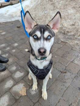 Mixed Breed Dogs Available for Adoption - Lupin | PetCurious