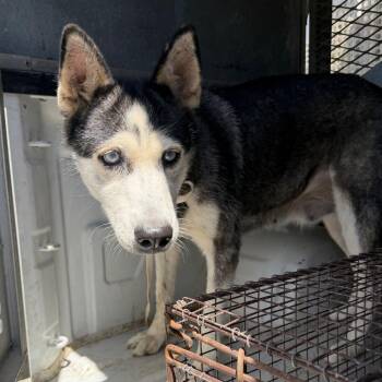 Bobby -  Husky Dog for Adoption in Edinburg, Texas - Bobby | PetCurious