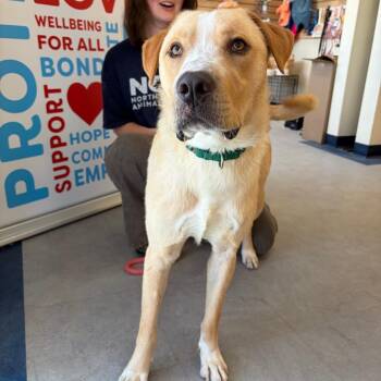 Labrador Retriever and Mixed Breed Dogs Available for Adoption in Morristown, Vermont - Goose | PetCurious