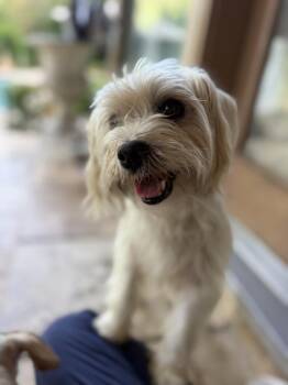 Quartz -  Maltese Dog for Adoption in Richmond, Texas - Quartz | PetCurious