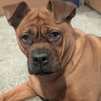 Frida D12208 -  Boxer and English Bulldog Dog for Adoption - Frida D12208 | PetCurious