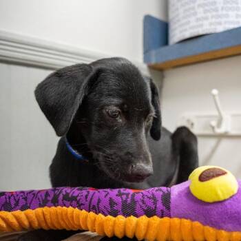 Eeyore -  Labrador Retriever and Mixed Breed Dog for Adoption in Pawling, New York - Eeyore | PetCurious