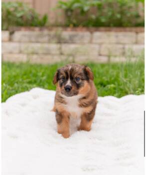 Corgi and Australian Cattle Dog Blue Heeler Dogs Available for Adoption in Pflugerville, Texas - Meleys  | PetCurious