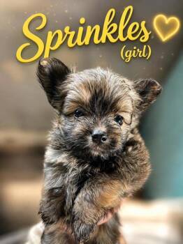 Sprinkles -  Pomeranian and Silky Terrier Dog for Adoption in Oak Creek, Wisconsin - Sprinkles | PetCurious