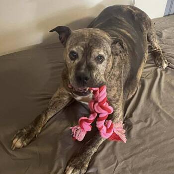 Pit Bull Terrier Dogs Available for Adoption - McGriddle | PetCurious