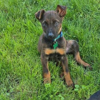 Acorn -  Shepherd and Mixed Breed Dog for Adoption in Ferndale, Michigan - Acorn | PetCurious