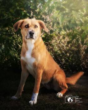 Rescue Redbone Coonhound and Mixed Breed Dogs for Adoption in Crescent City, Florida - Luti | PetCurious
