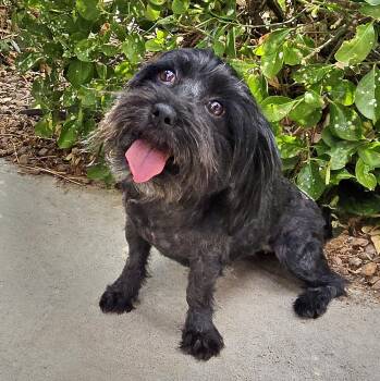 HAPPY Lil Ms Heloise - Schnoodle -  Poodle Dog for Adoption in North Valley, New Mexico - HAPPY Lil Ms Heloise - Schnoodle | PetCurious