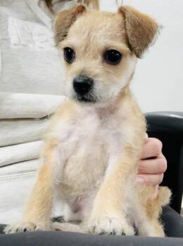 Mixed Breed Dogs Available for Adoption - Wee Lil` Man | PetCurious