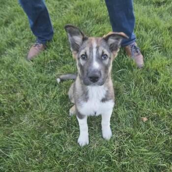 Mixed Breed Dogs Available for Adoption in De Pere, Wisconsin - Iris | PetCurious