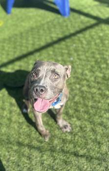 Amy --Courtesy Post. Out of town pet. See below for details-- -  Pit Bull Terrier Dog for Adoption in Eagle, Idaho - Amy --Courtesy Post. Out Of Town Pet. See Below For Details-- | PetCurious