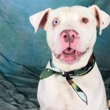 Caliber -  American Bulldog Dog for Adoption in Defuniak Springs, Florida - Caliber | PetCurious