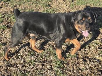 Rottweiler Dogs Available for Adoption - Pj | PetCurious