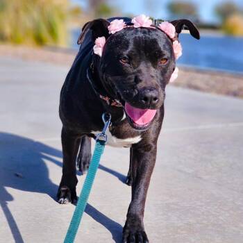 Joni -  Pit Bull Terrier and Mixed Breed Dog for Adoption in Phoenix, Arizona - Joni | PetCurious