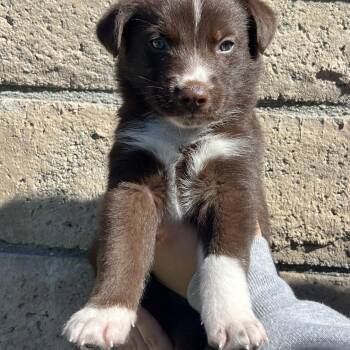 Canelo -  Labrador Retriever and German Shepherd Dog Dog for Adoption in Pasadena, California - Canelo | PetCurious