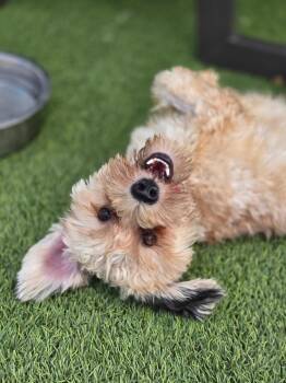 Sebastian -  Shih Tzu and Yorkshire Terrier Dog for Adoption in Detroit, Michigan - Sebastian | PetCurious