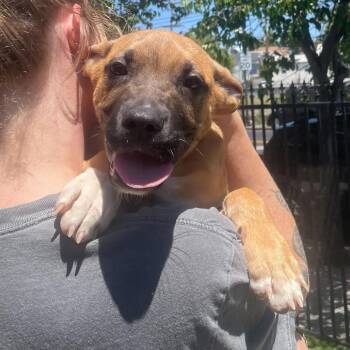 Mixed Breed Dogs Available for Adoption in San Francisco, California - Duke | PetCurious