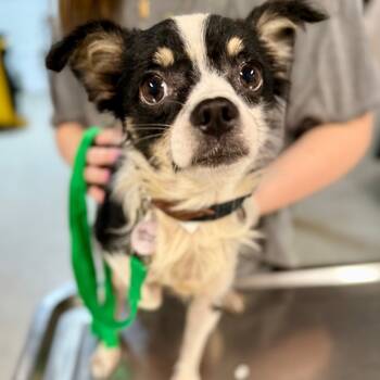 Rescue Chihuahua Dogs for Adoption in West Chester, Pennsylvania - Snoop Dogg | PetCurious