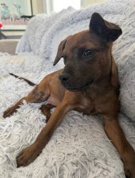 Rescue Terrier and Jack Russell Terrier Dogs for Adoption in Collingswood, New Jersey - Pip | PetCurious