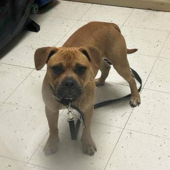 Mixed Breed Dogs Available for Adoption in Davenport, Iowa - King Draco | PetCurious