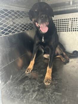 Rescue Shepherd and Mixed Breed Dogs for Adoption in Fort Worth, Texas - Bear | PetCurious