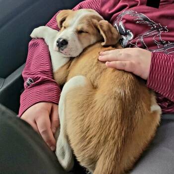 Mixed Breed Dogs Available for Adoption - Rain | PetCurious