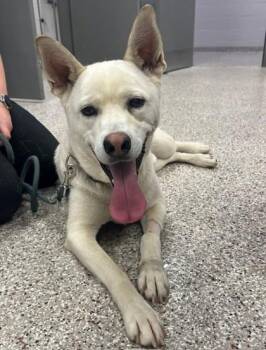 Labrador Retriever and Mixed Breed Dogs Available for Adoption in Gastonia, North Carolina - Bo | PetCurious
