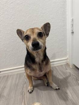 Rescue Chihuahua Dogs for Adoption in San Antonio, Texas - BELLA | PetCurious