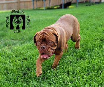 Seine-MEDICAL HOLD -  Dogue De Bordeaux Dog for Adoption in Omaha, Nebraska - Seine-MEDICAL HOLD | PetCurious