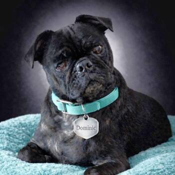 Pug Dogs Available for Adoption in Alvin, Texas - Dominic | PetCurious