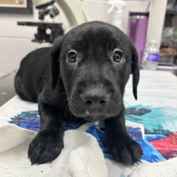 Black Labrador Retriever and Mixed Breed Dogs Available for Adoption - Peach | PetCurious