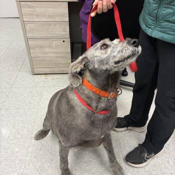 Jackson -  Labrador Retriever and Weimaraner Dog for Adoption in High View, West Virginia - Jackson | PetCurious