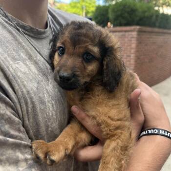 Poison -  Miniature Poodle and Spaniel Dog for Adoption in Biltmore Forest, North Carolina - Poison | PetCurious