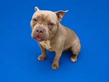 ZEUS -  American Bulldog and Mixed Breed Dog for Adoption in Doral, Florida - ZEUS | PetCurious